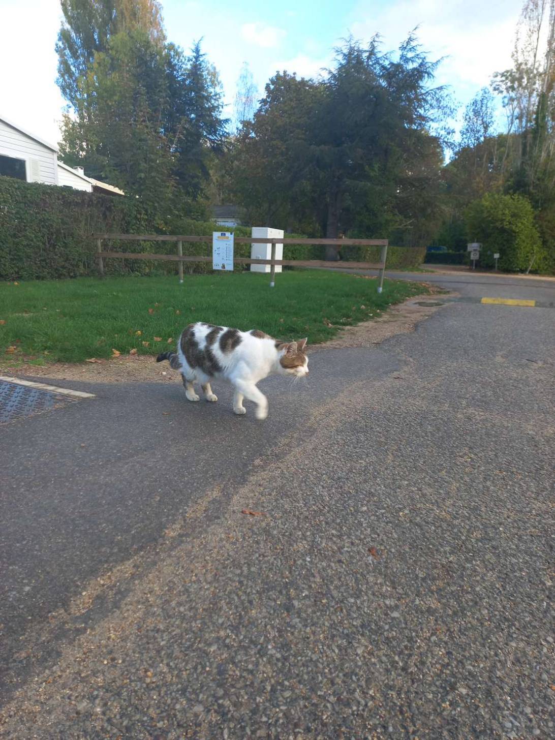 Run, a cat found on Chonk Finder
