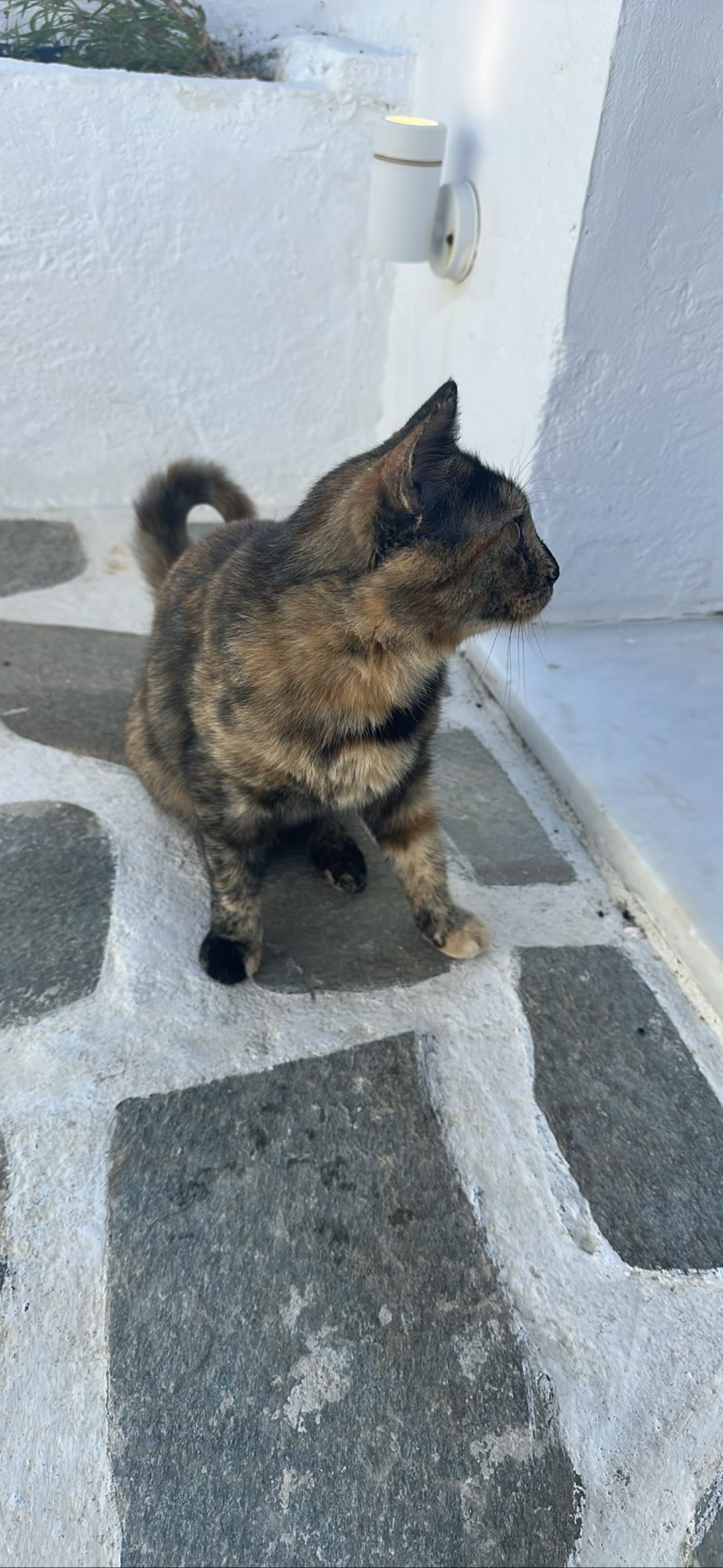 Meli, a cat found on Chonk Finder
