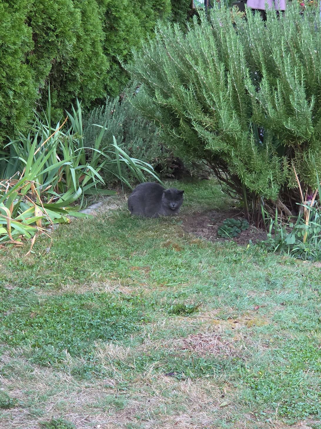 Rosemary, a cat found on Chonk Finder