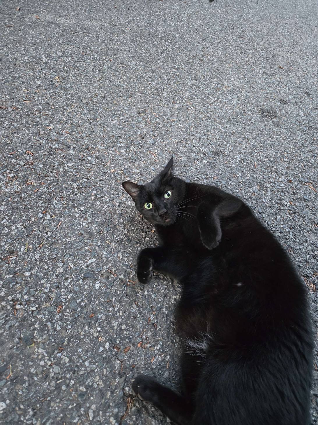 Cosmo, a cat found on Chonk Finder