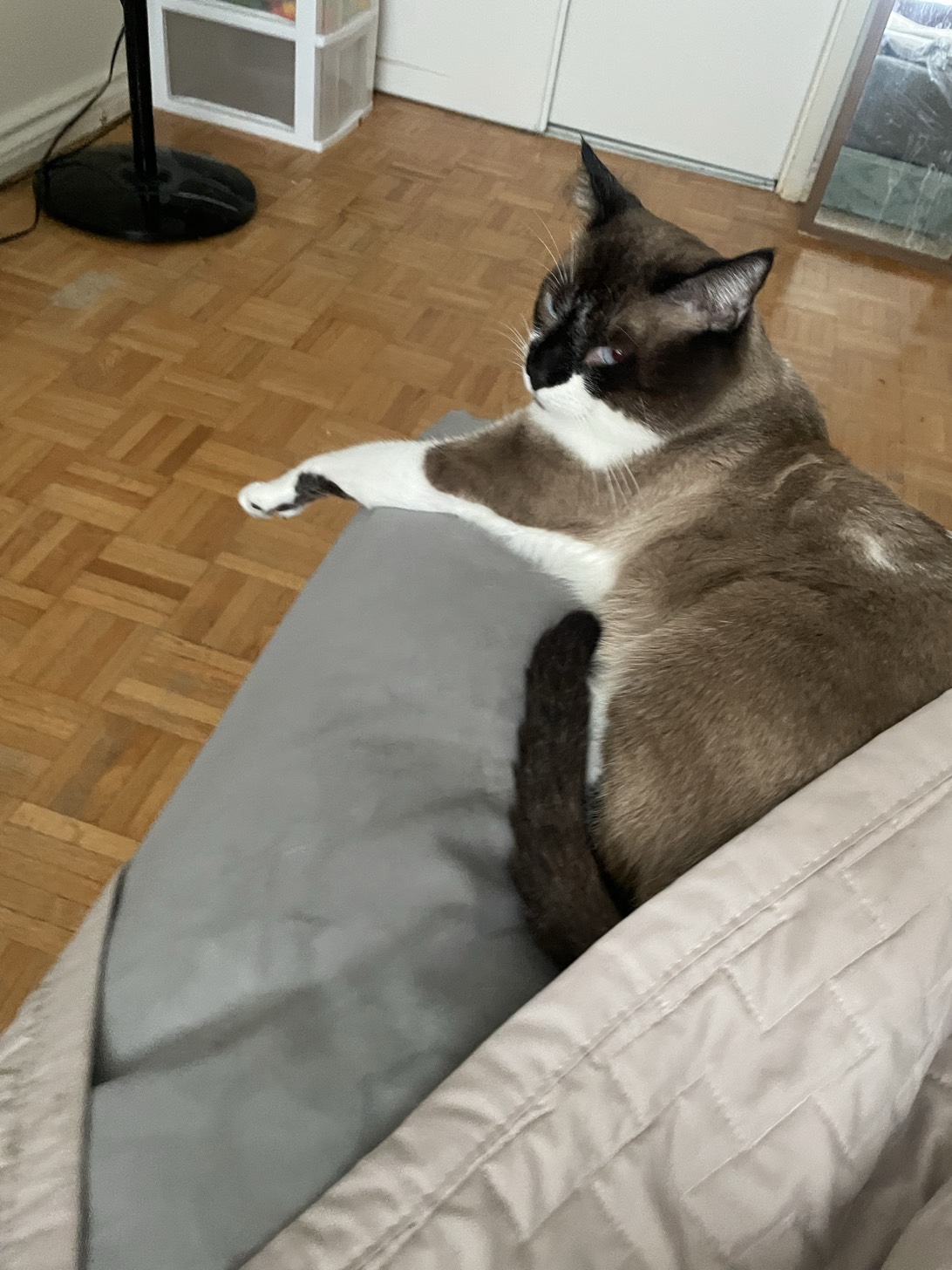 Tutuis, a cat met on Chonk Finder