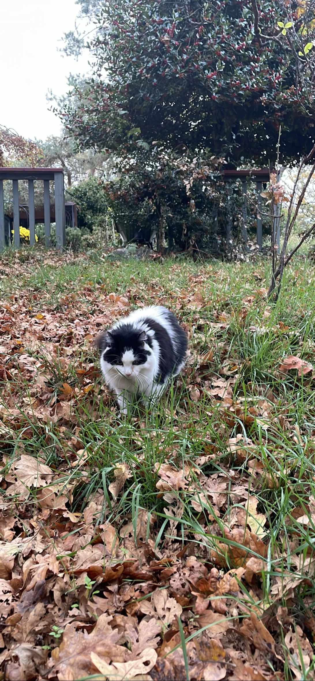 Zaboomafoo, a cat found on Chonk Finder