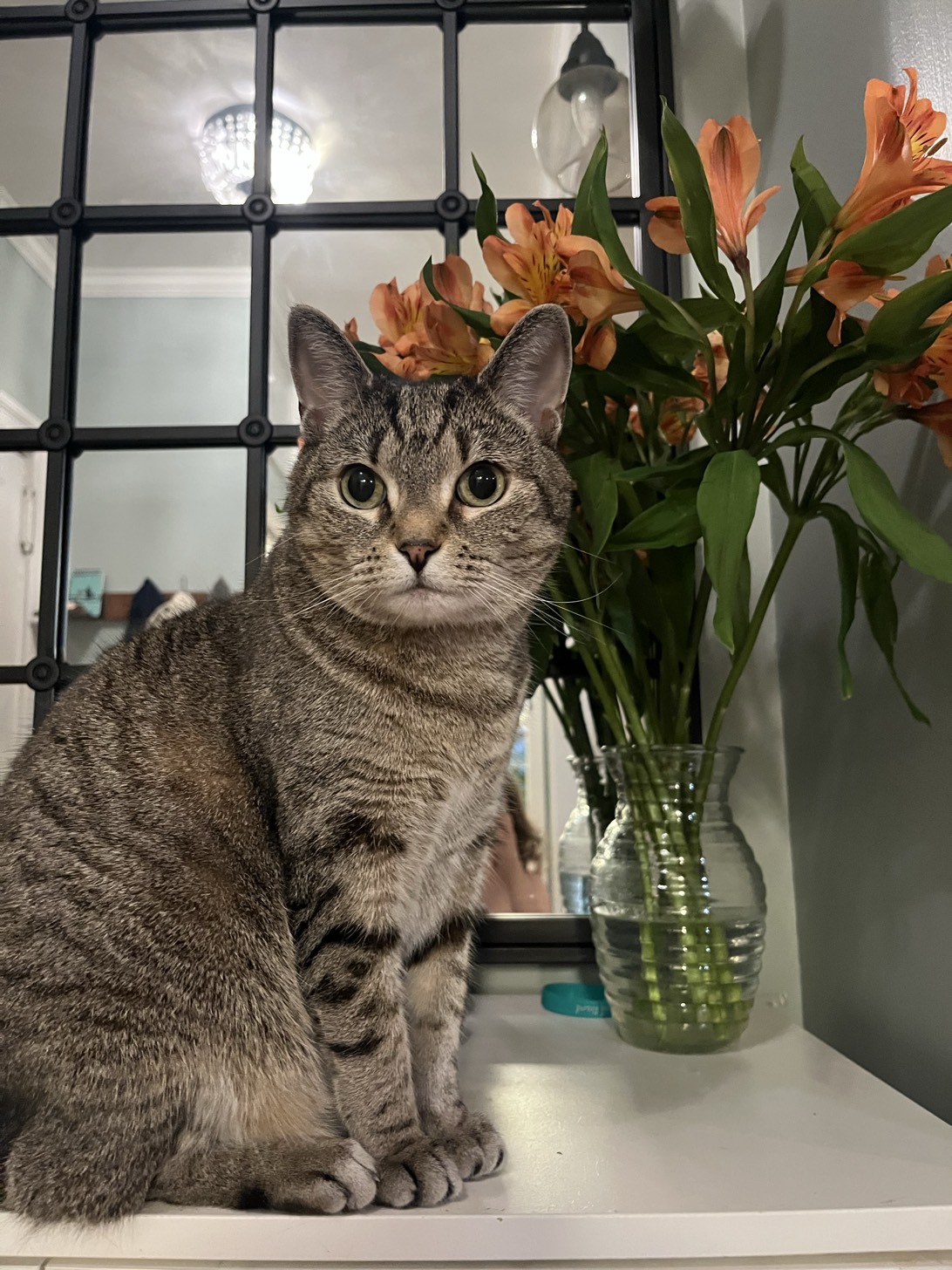 Mimi, a cat found on Chonk Finder