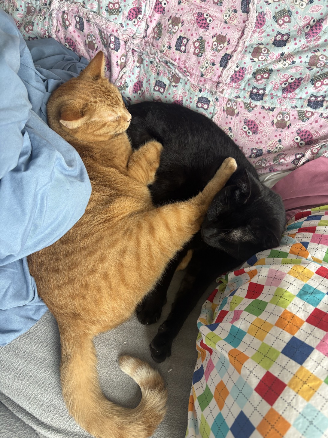 Edmund/Jadis, a cat found on Chonk Finder