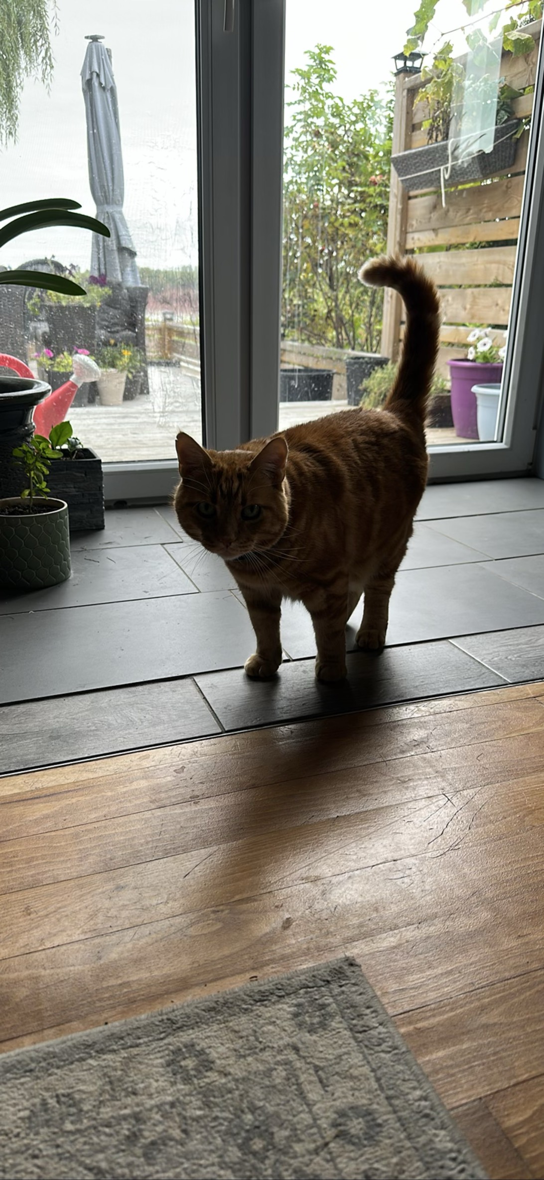 Leo, a cat found on Chonk Finder