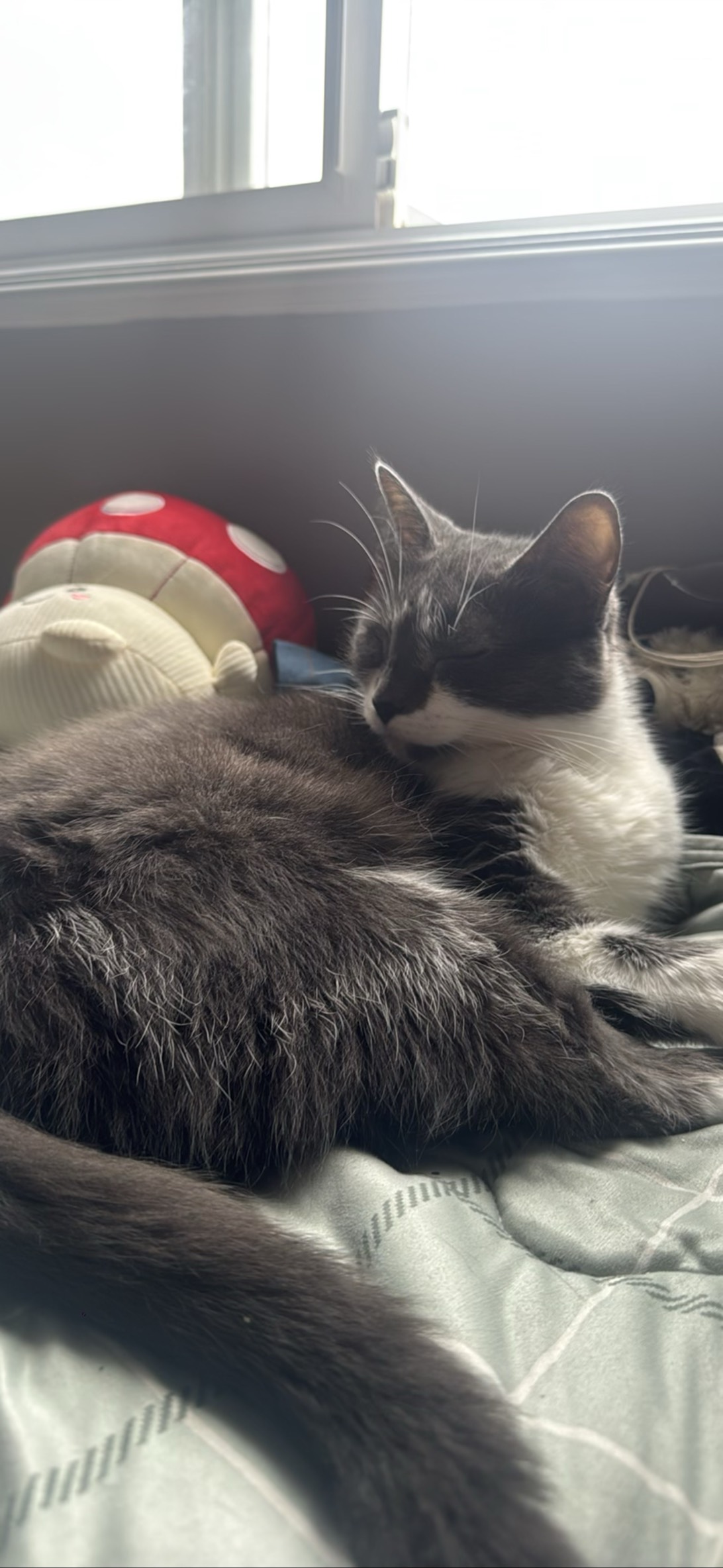 Diva, Coquitlam