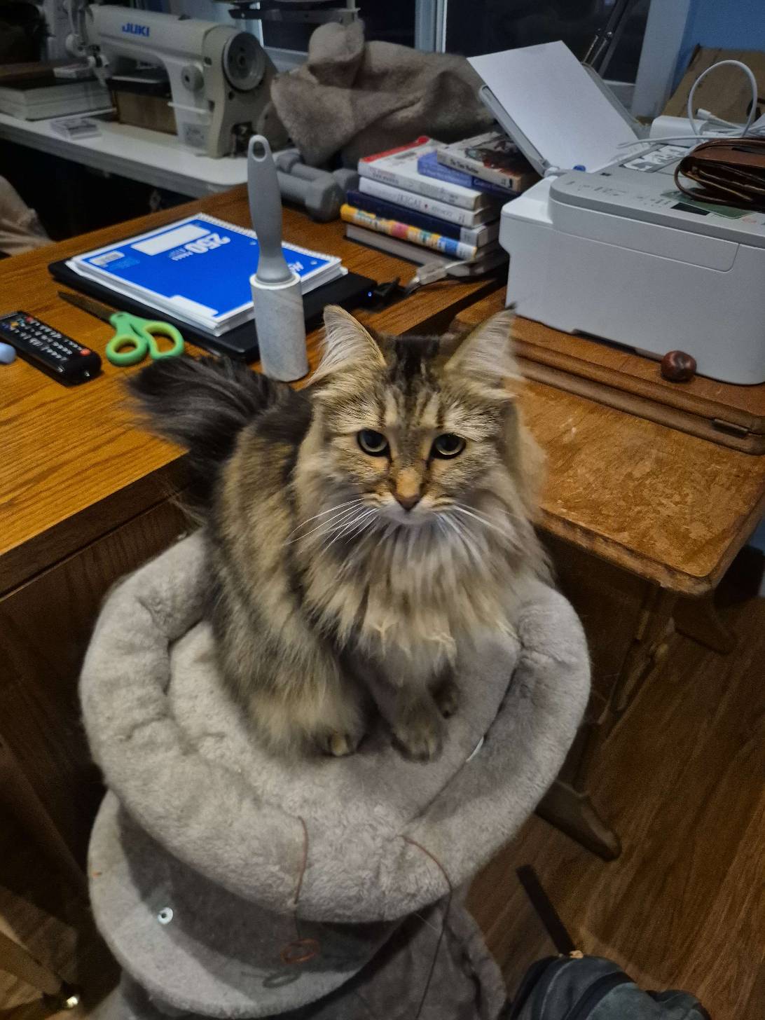 Jon Snow, a cat found on Chonk Finder