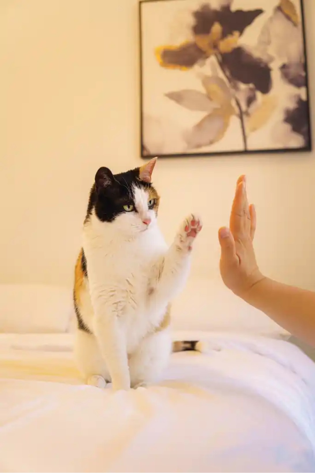 Brit, a cat found on Chonk Finder