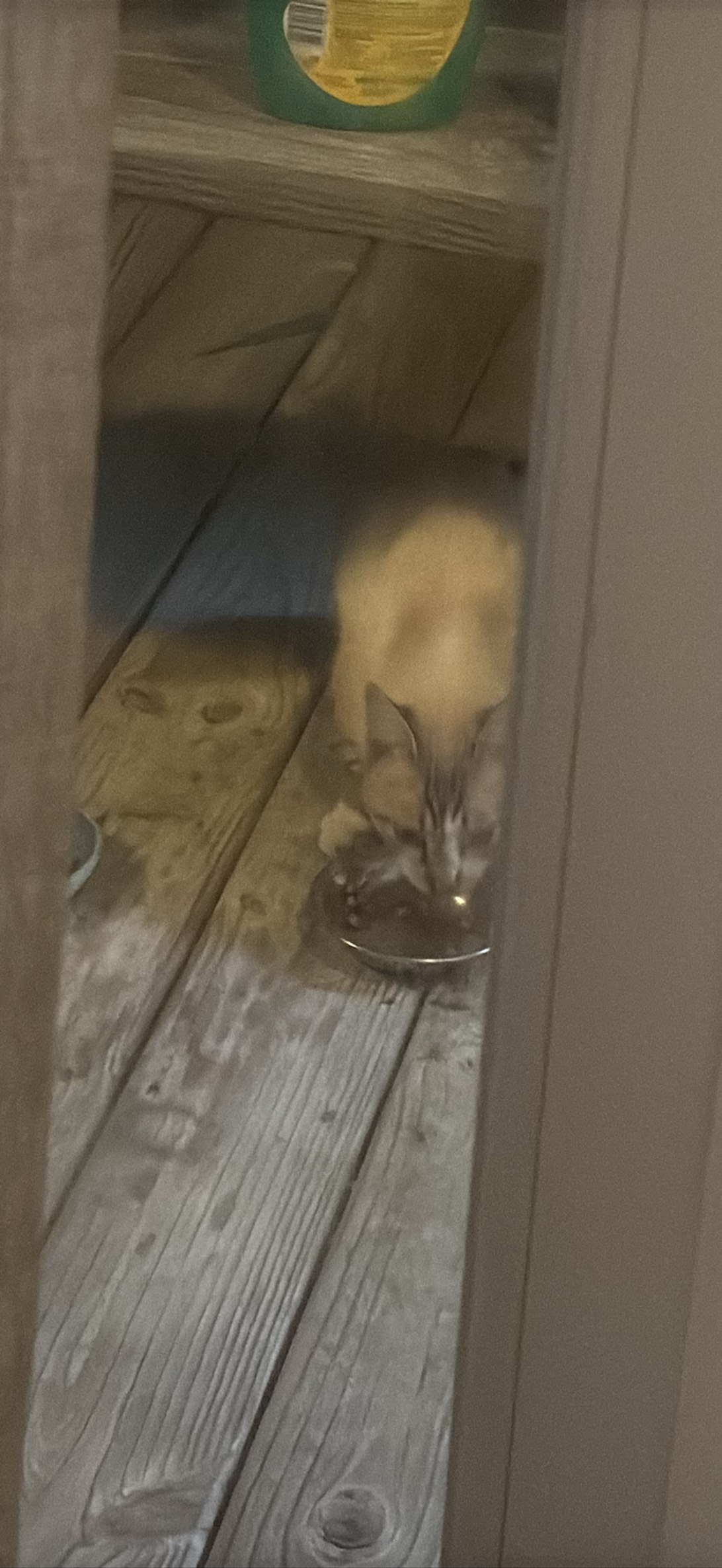 Silas, a cat found on Chonk Finder