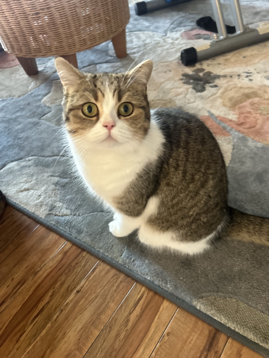 Bubba, a cat found on Chonk Finder