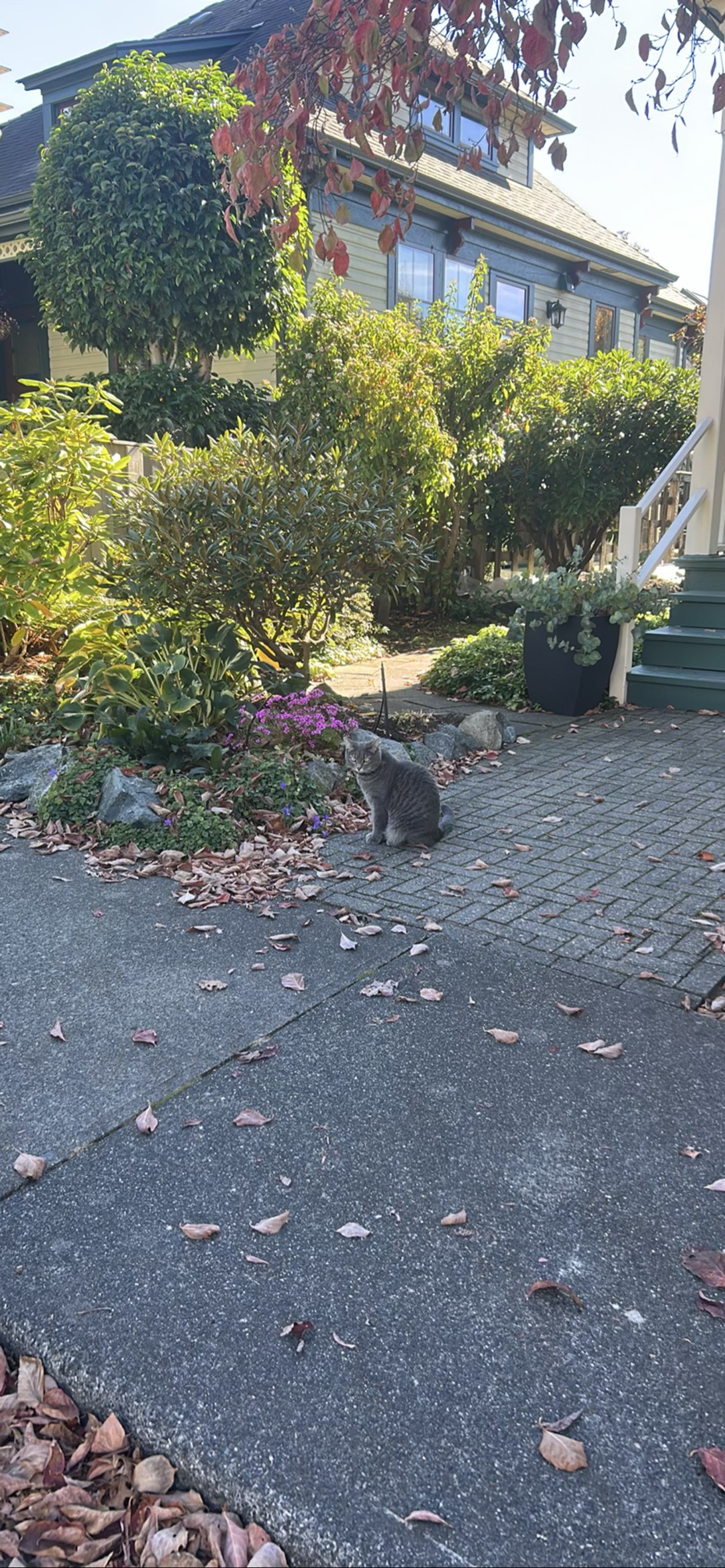 Stella, a cat found on Chonk Finder