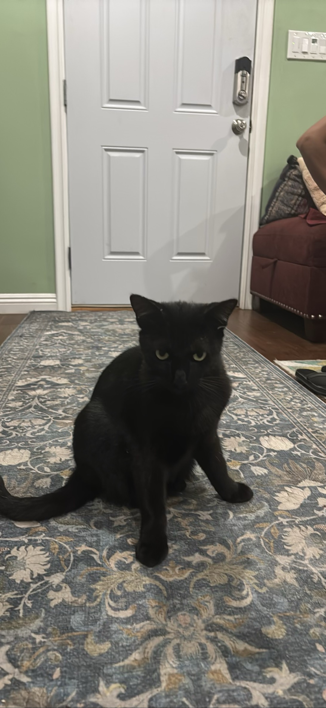 Pantera, a cat found on Chonk Finder