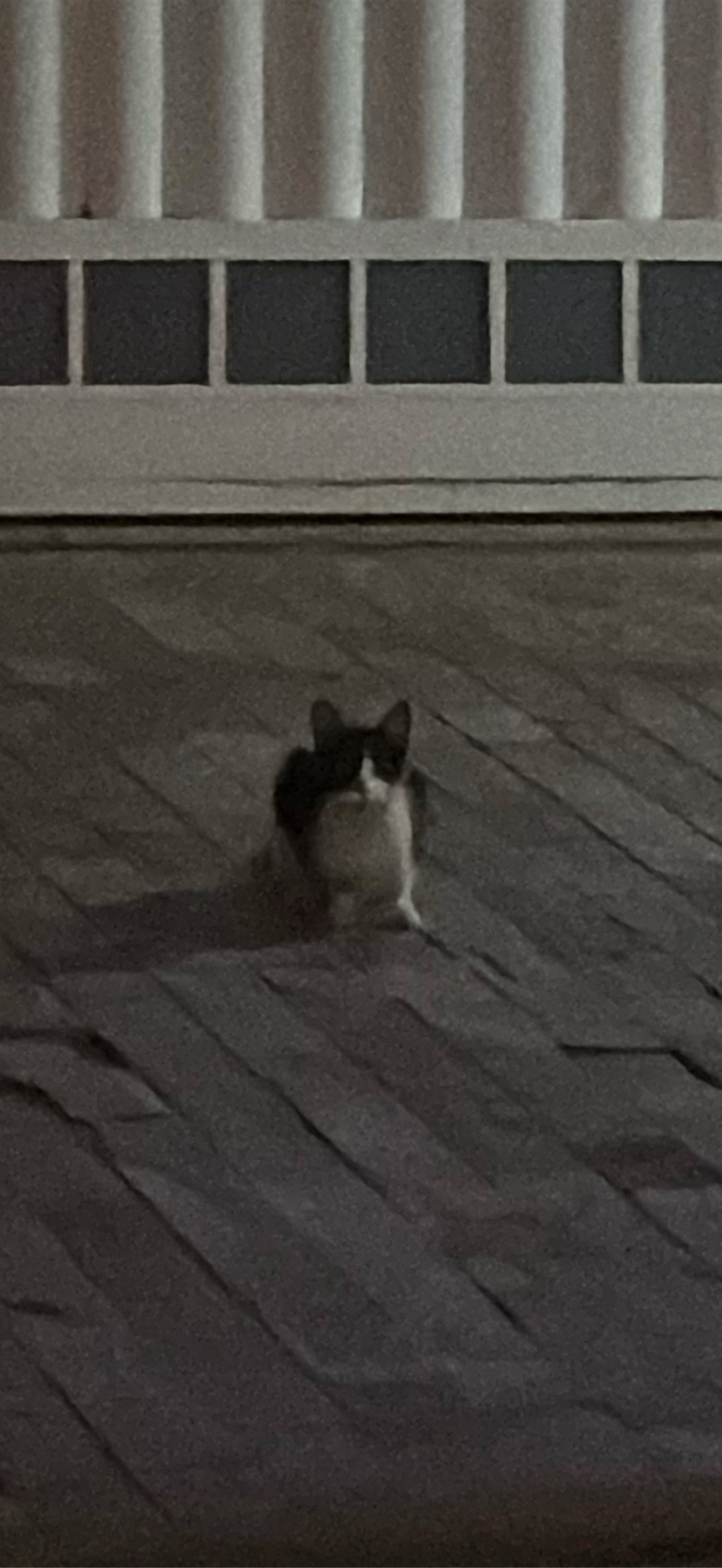 Cosmo, a cat found on Chonk Finder