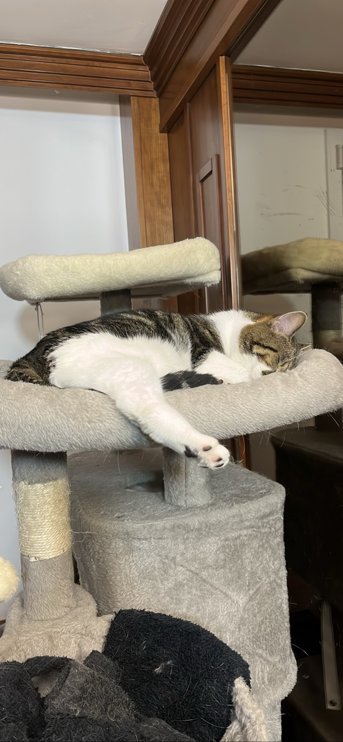 Saï, a cat found on Chonk Finder