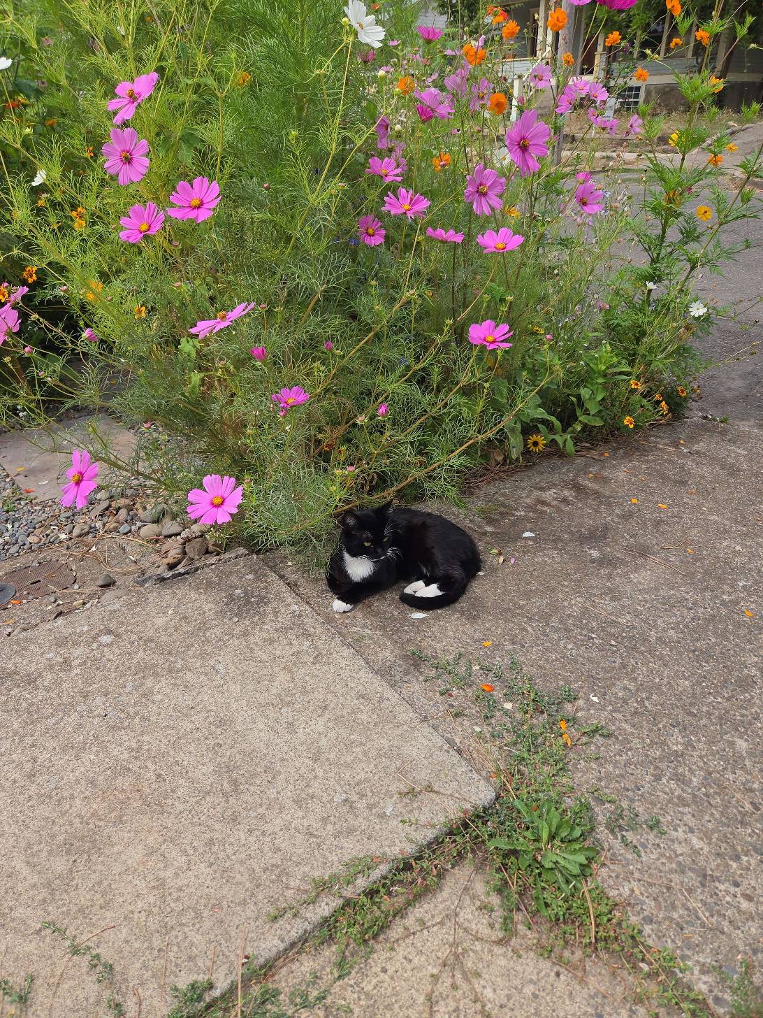 Cosmo, a cat found on Chonk Finder