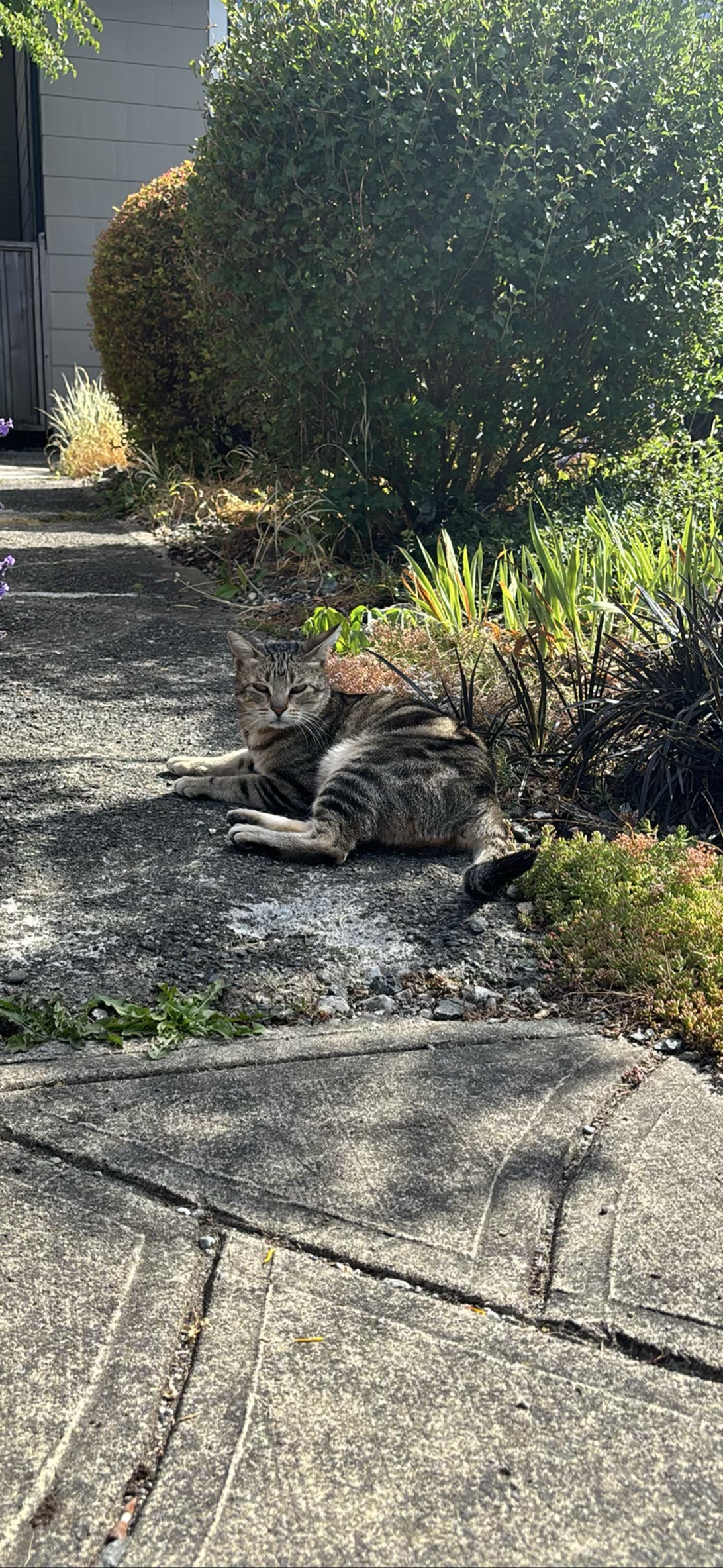 Reggie, a cat found on Chonk Finder