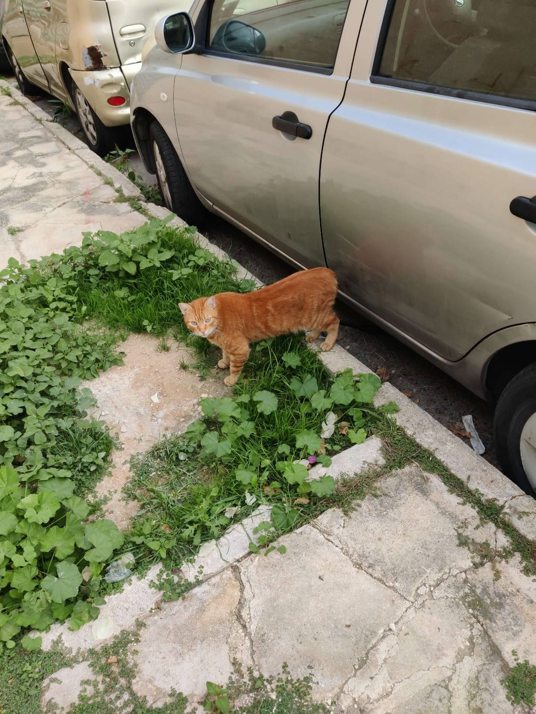 Cosimo, a cat found on Chonk Finder