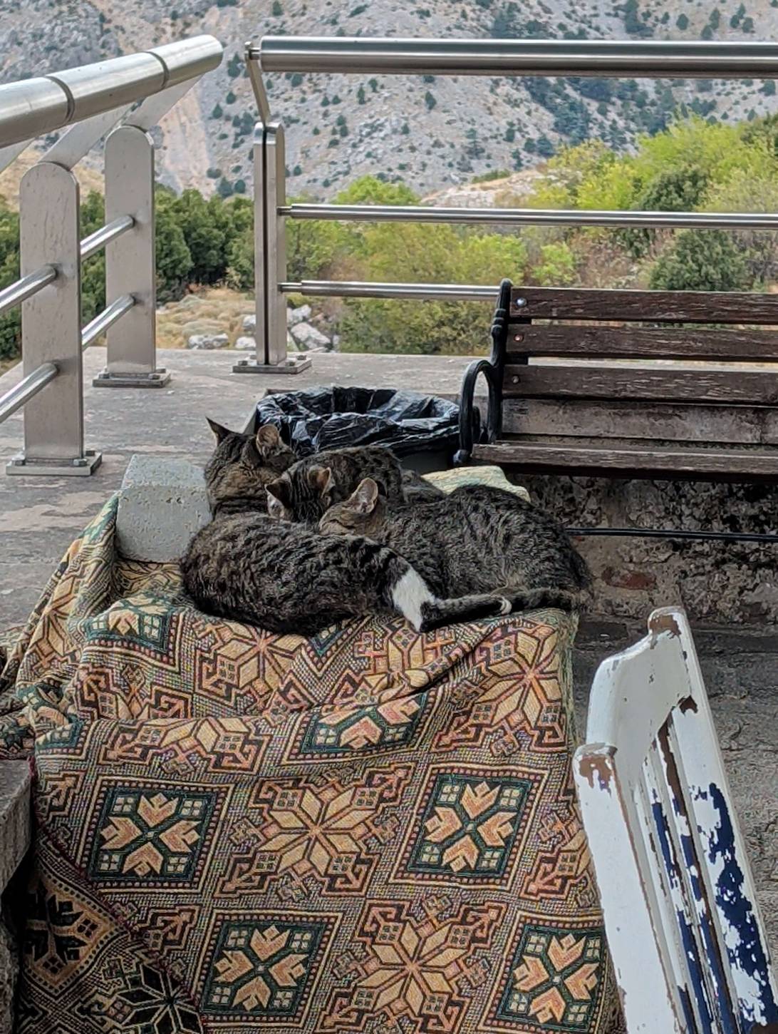 Delphi, a cat found on Chonk Finder