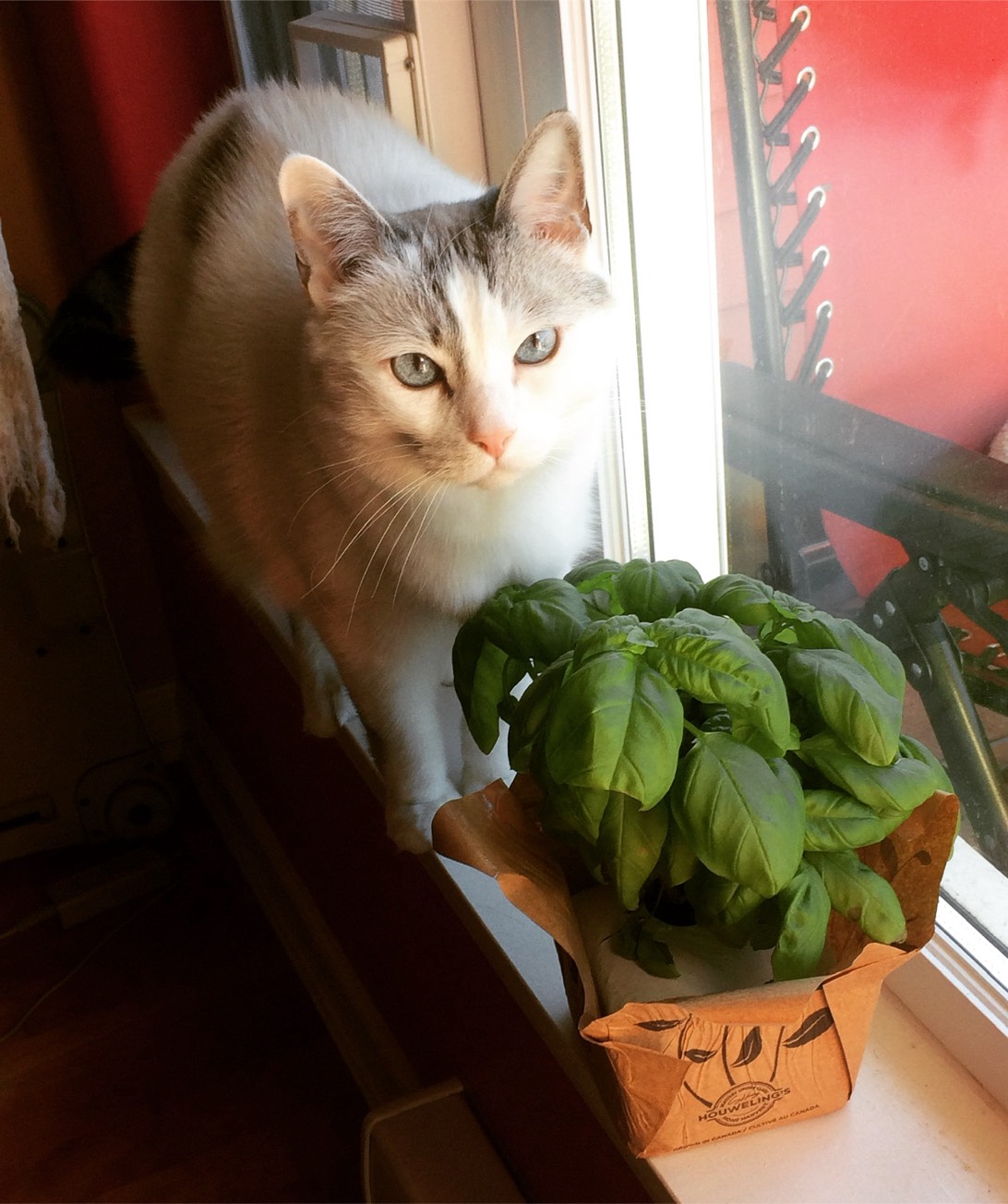 Roscoe Fats, a cat found on Chonk Finder
