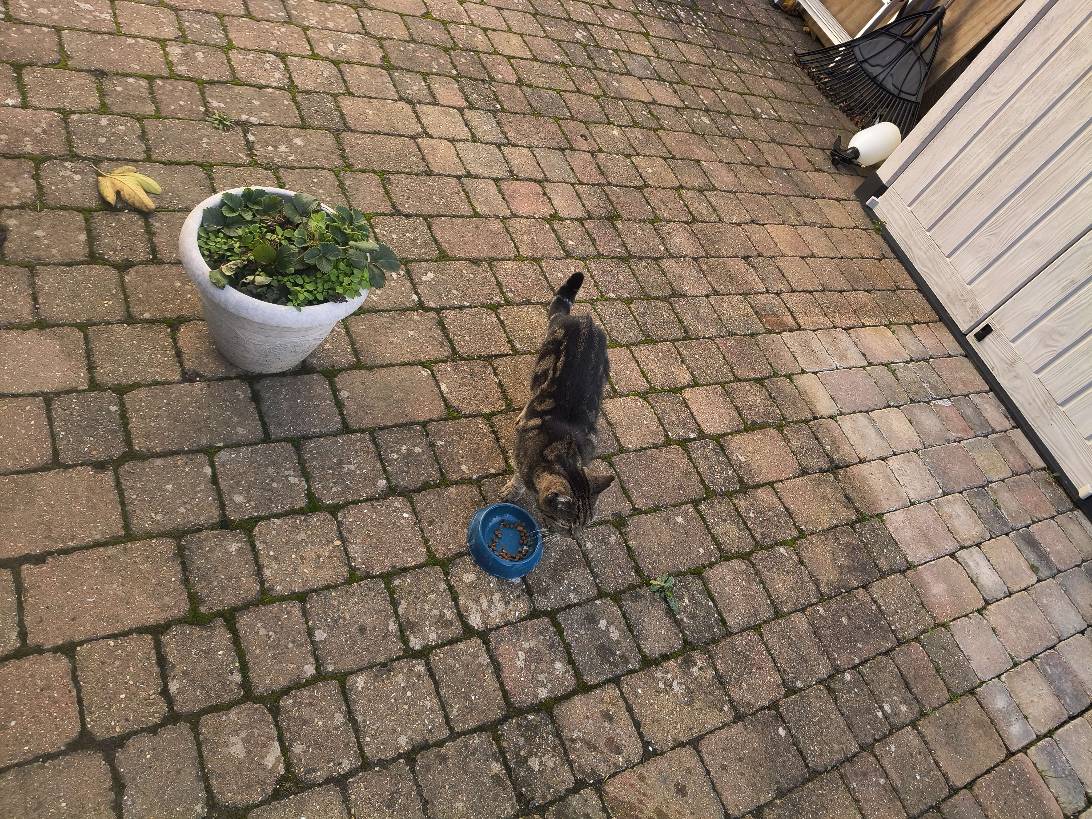 Bramble, a cat found on Chonk Finder