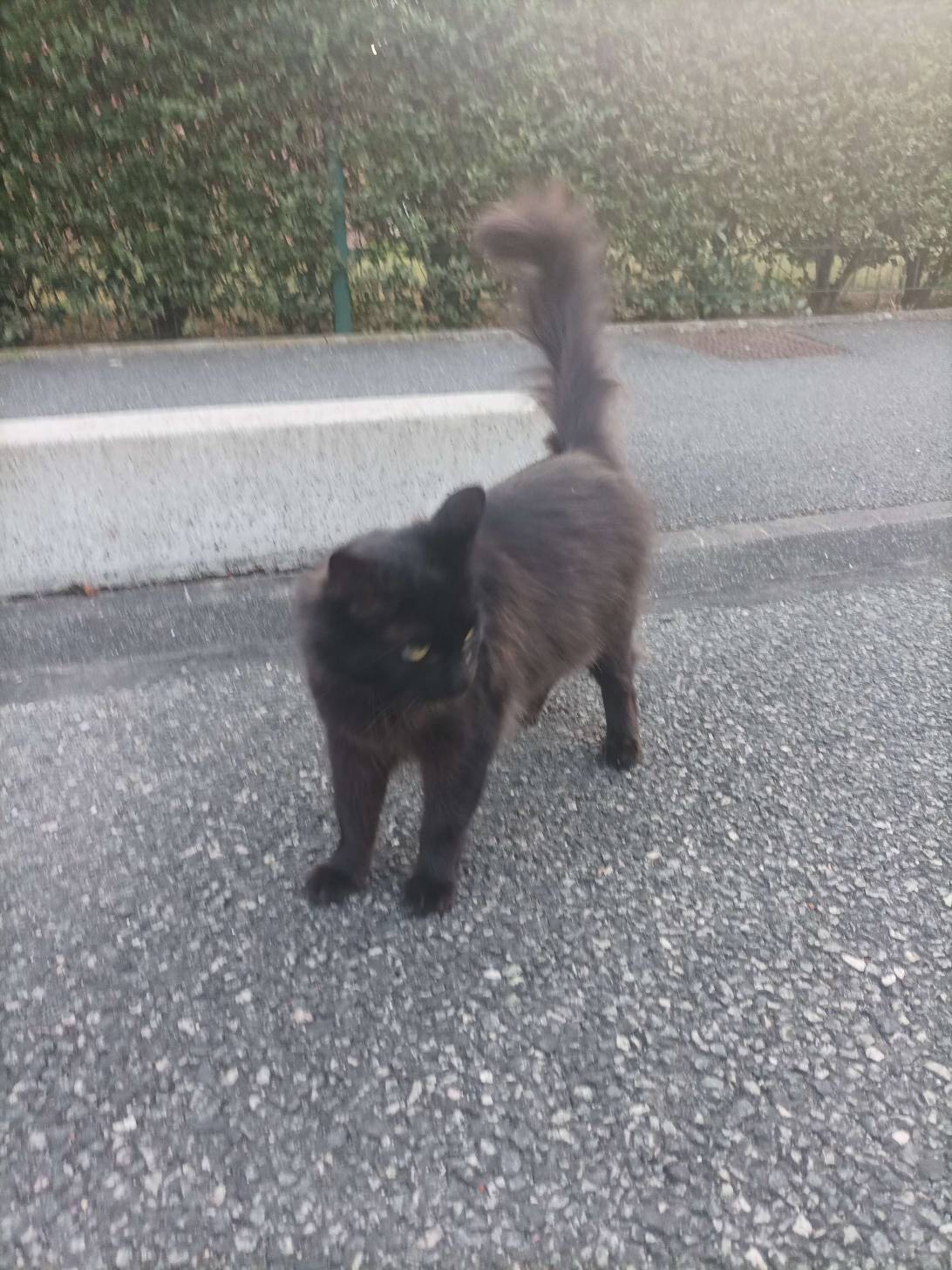 Bamboulablagueur, a cat found on Chonk Finder
