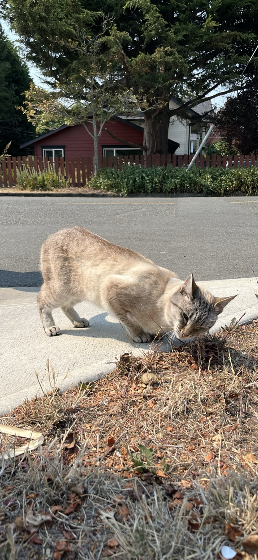 Sesame, a cat found on Chonk Finder
