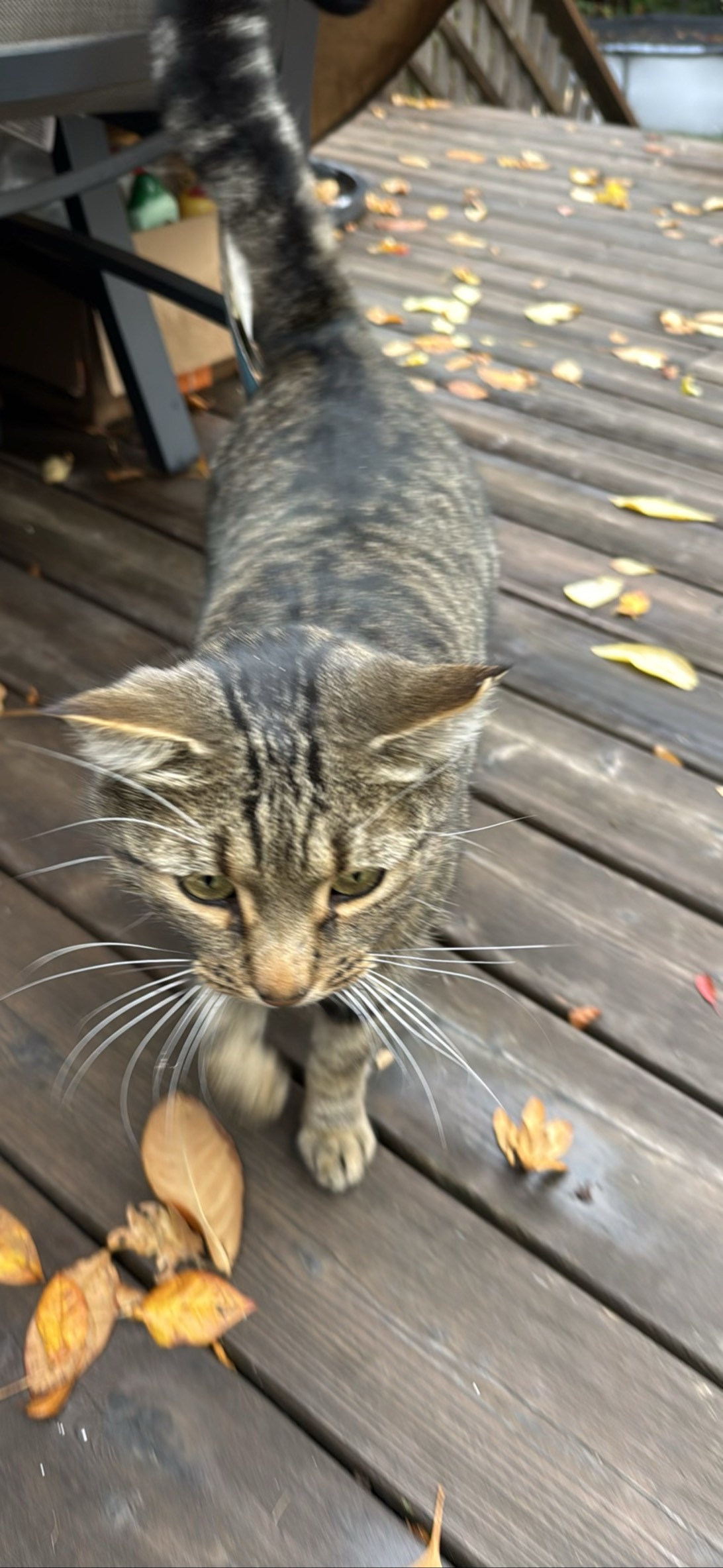 Brucie, a cat found on Chonk Finder