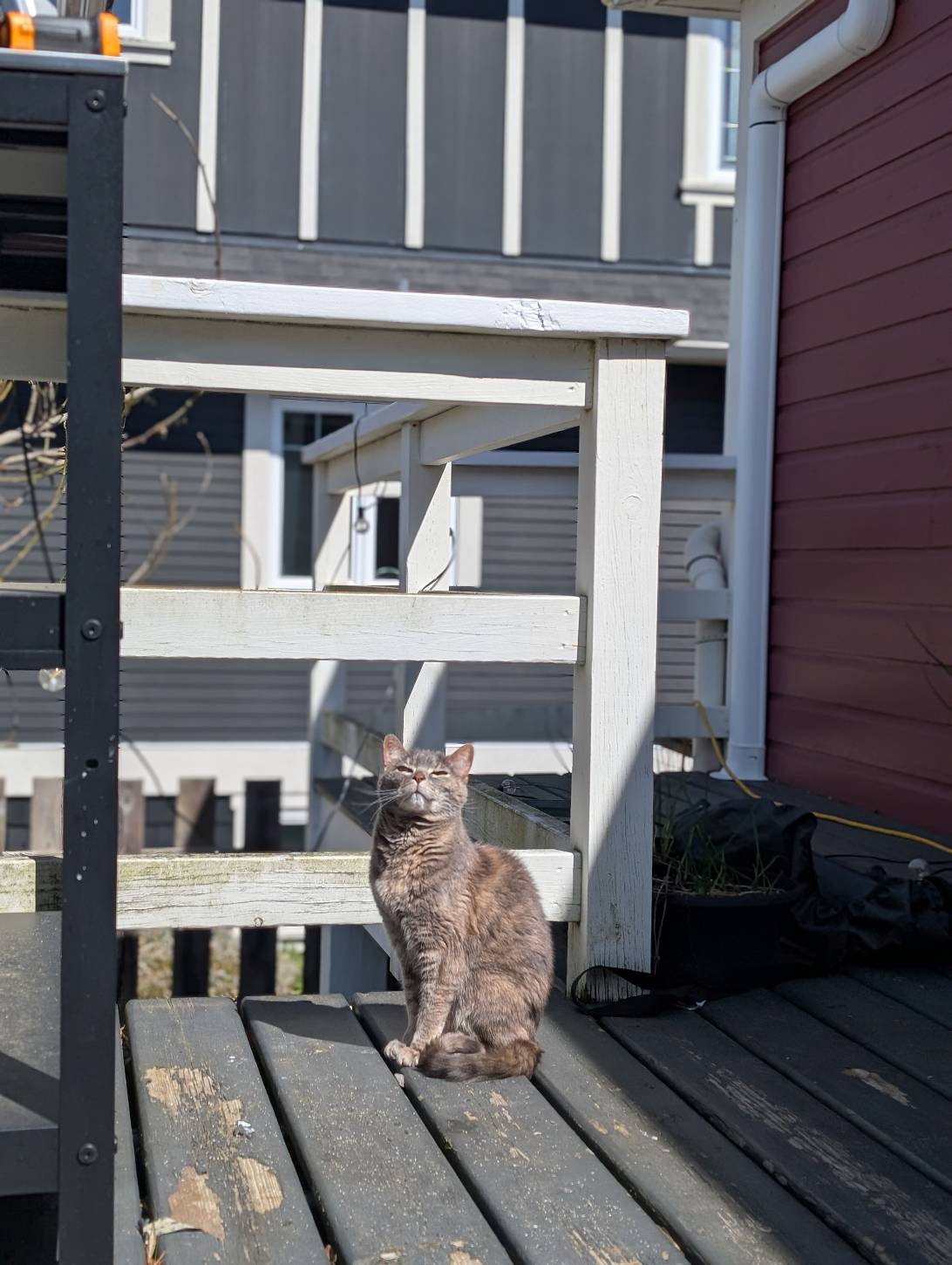 Pip, a cat found on Chonk Finder