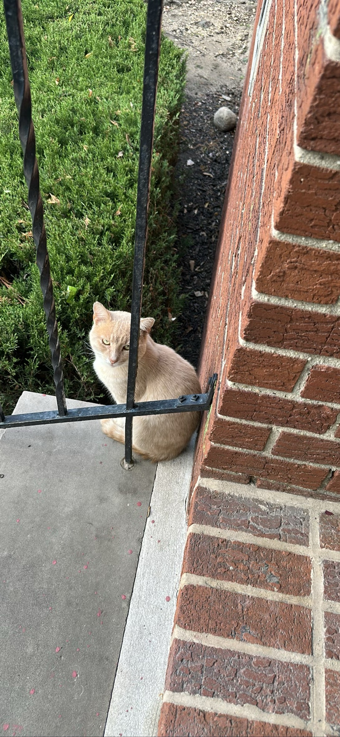 Clay, a cat found on Chonk Finder