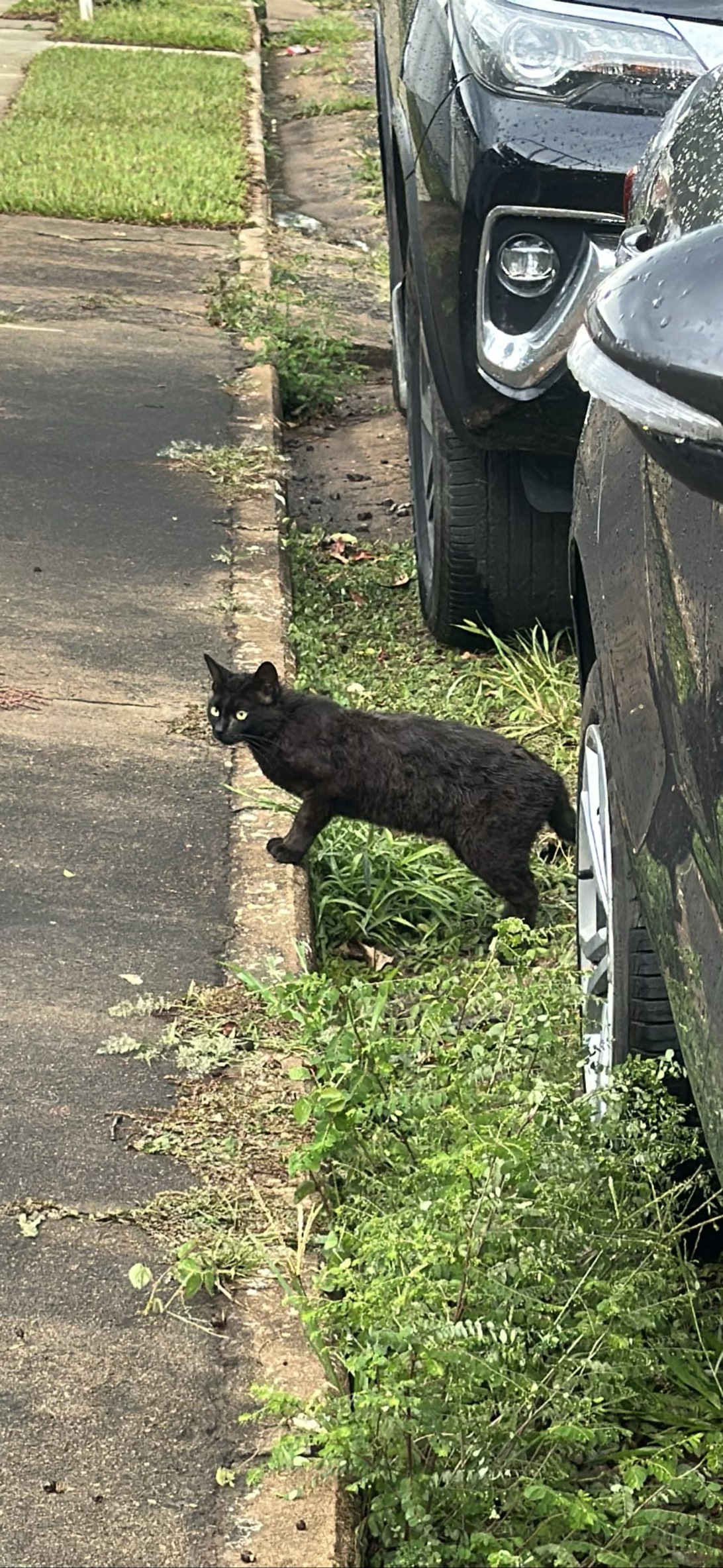 Moiado, a cat found on Chonk Finder