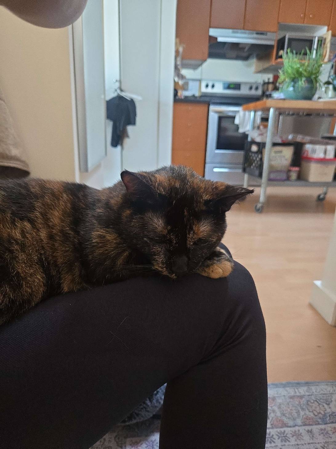 Priscilla, a cat found on Chonk Finder