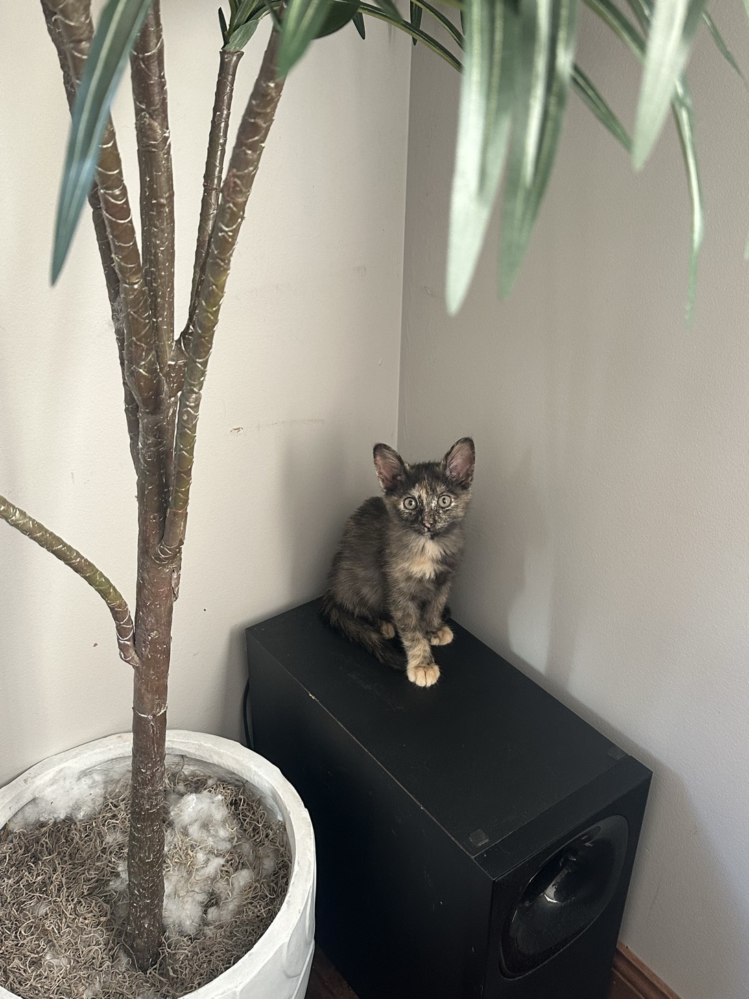 Bella, a cat found on Chonk Finder