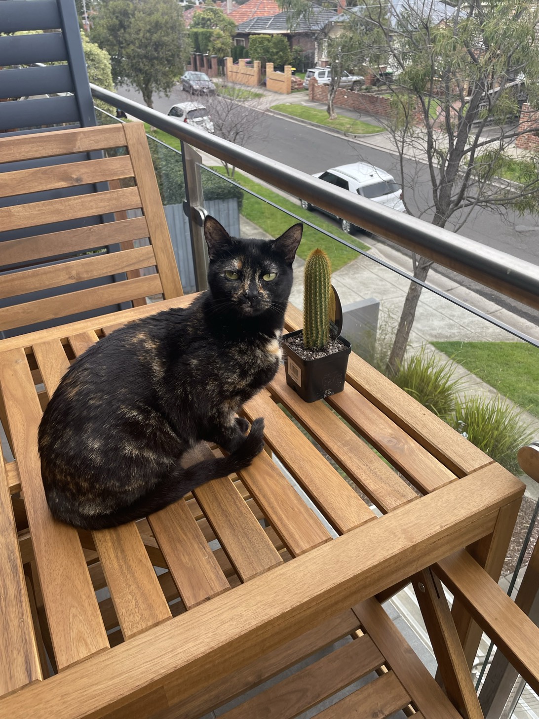 Trixie, a cat found on Chonk Finder