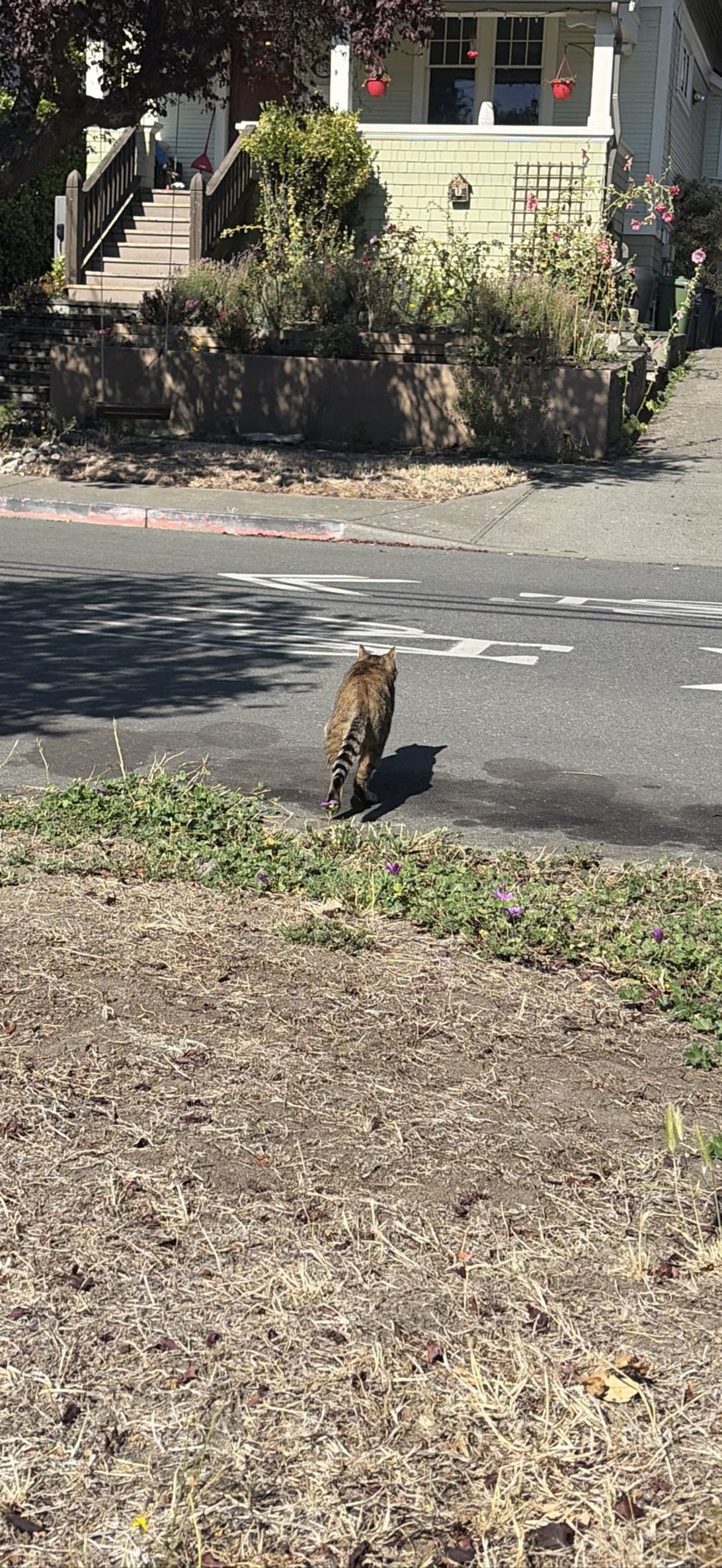 Tigger, a cat found on Chonk Finder