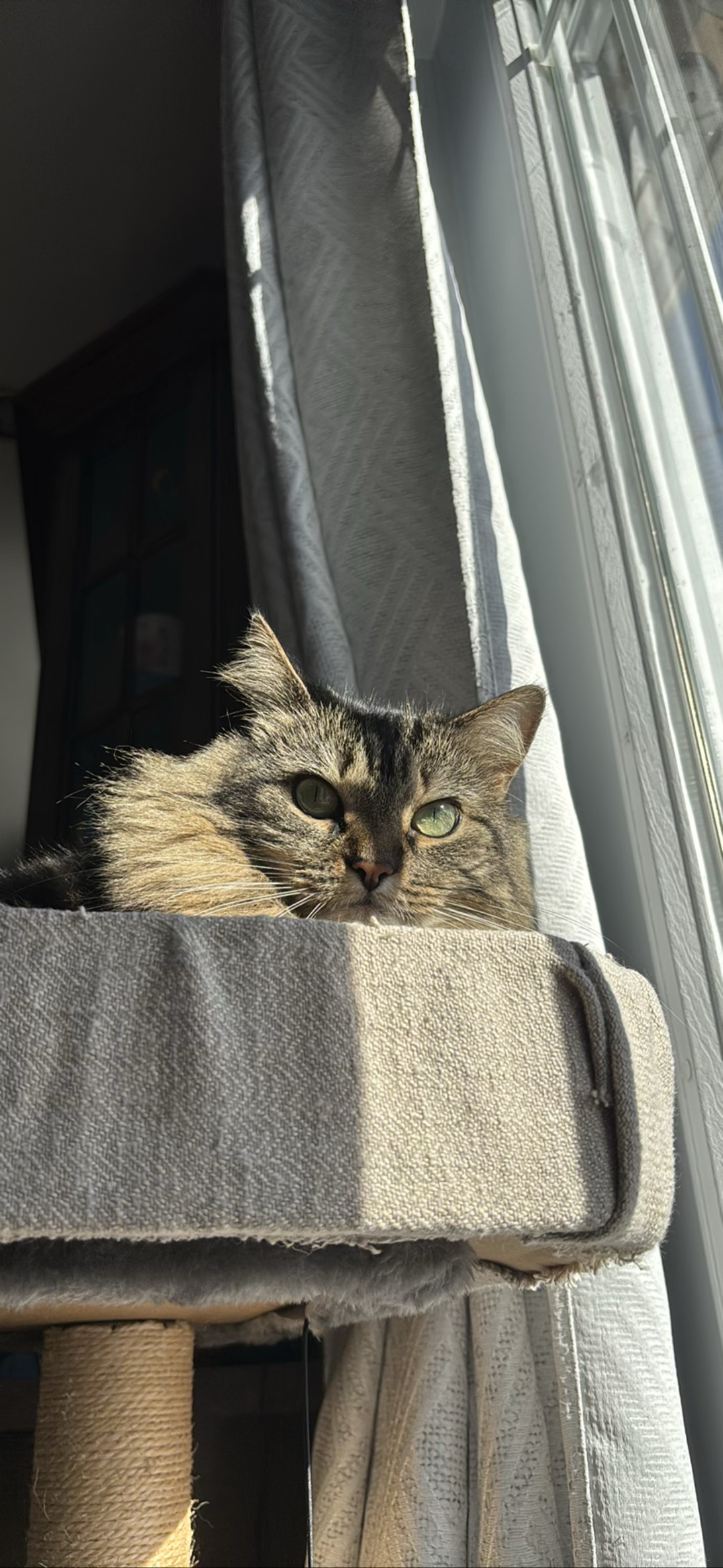 Peach, a cat found on Chonk Finder