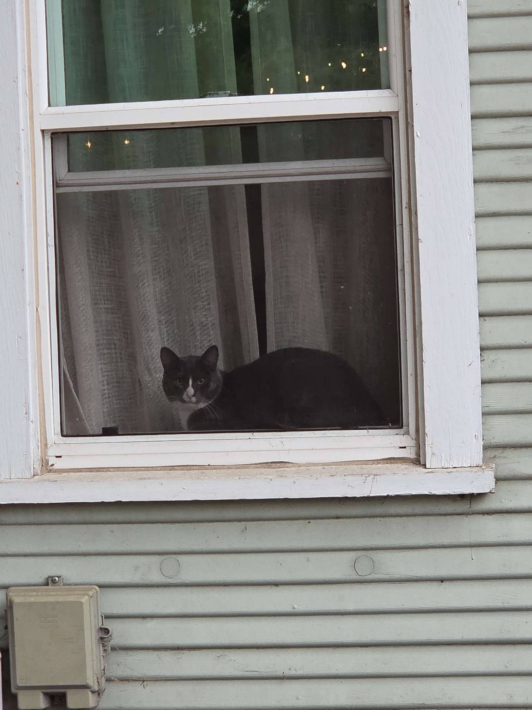 Wendell, a cat found on Chonk Finder