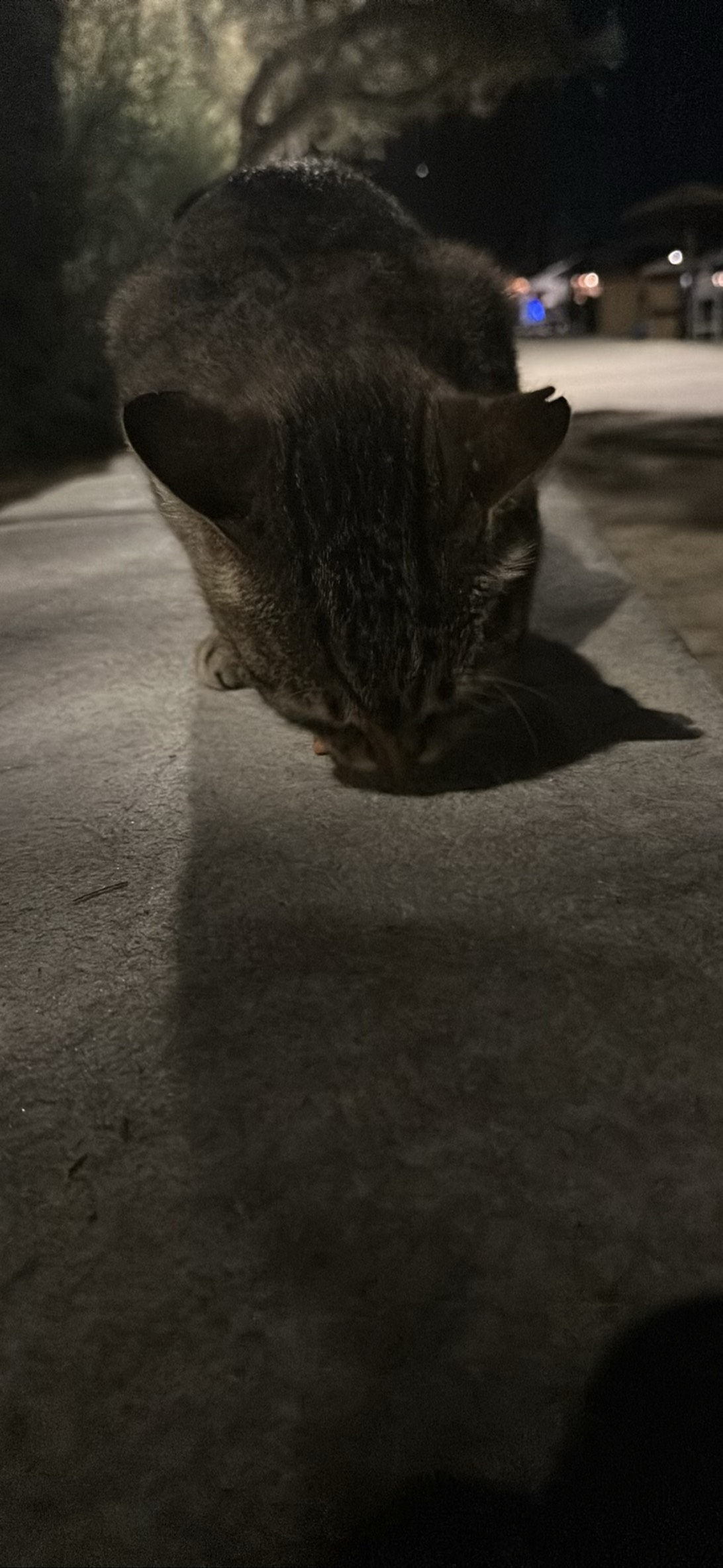 Tyche, a cat found on Chonk Finder
