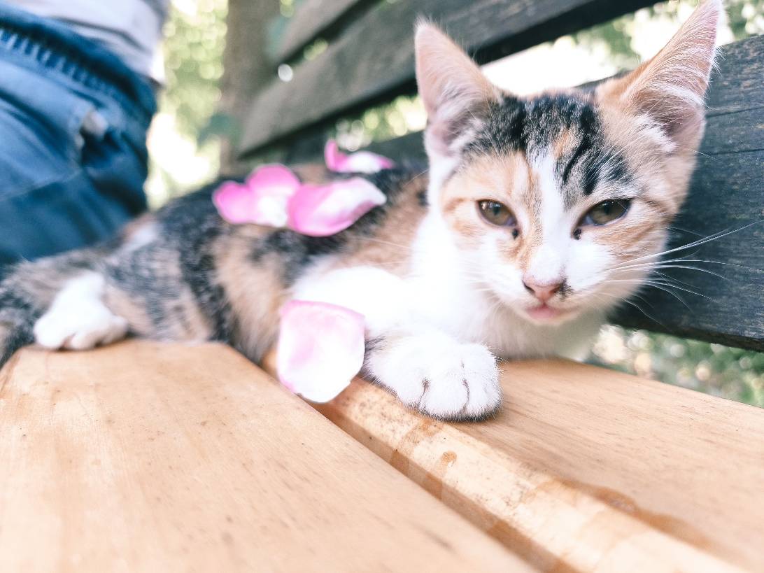 Zrzka, a cat found on Chonk Finder