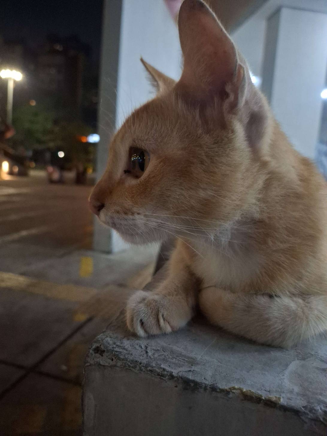 Churro, a cat found on Chonk Finder