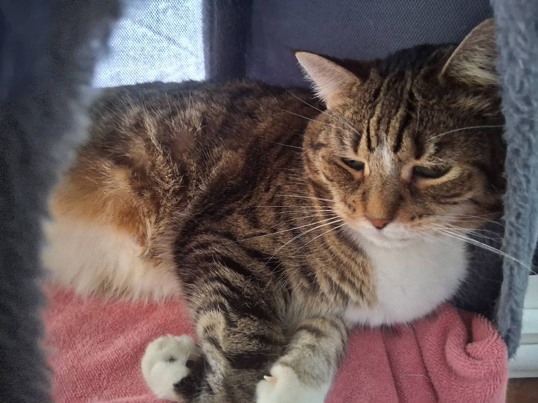 Khloe, a cat found on Chonk Finder