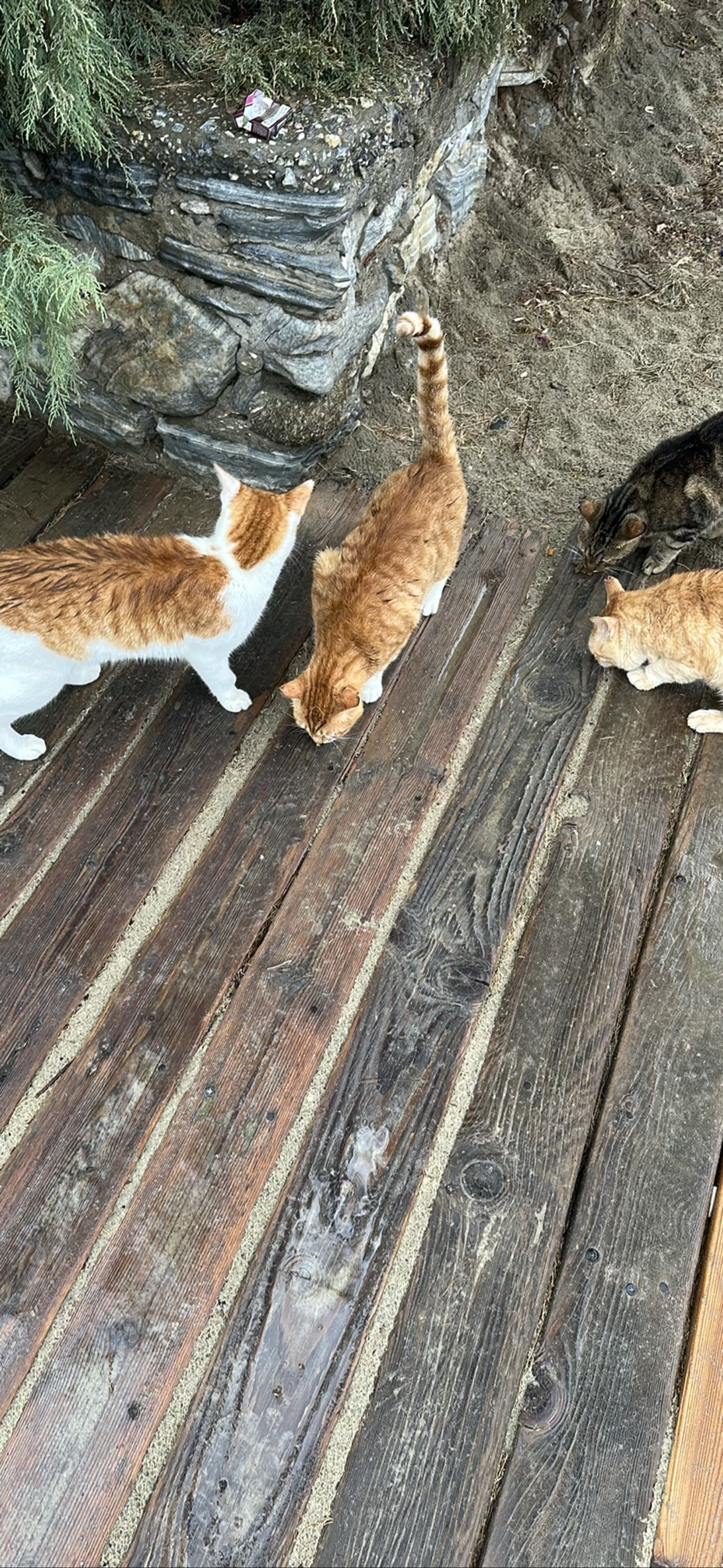 Duplicats, a cat found on Chonk Finder