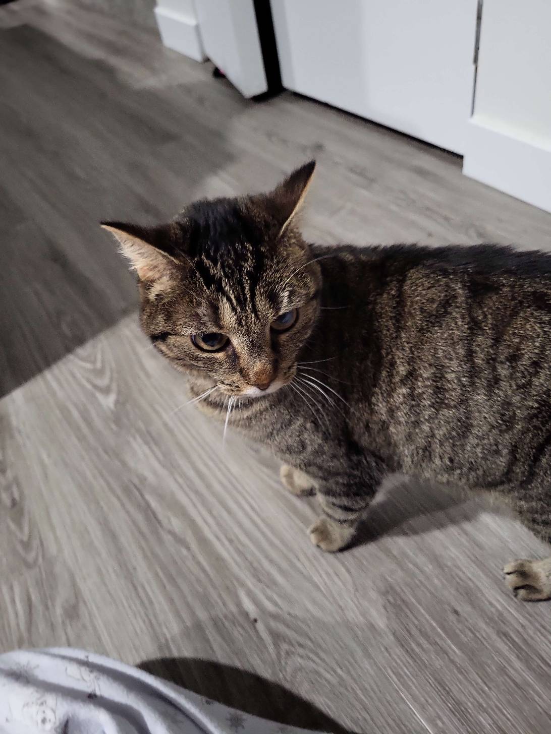 Cecelia, a cat found on Chonk Finder