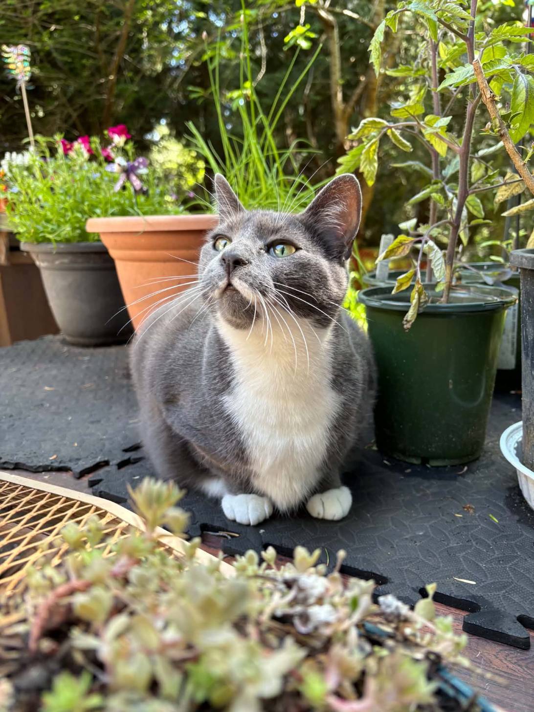 Betty, a cat found on Chonk Finder