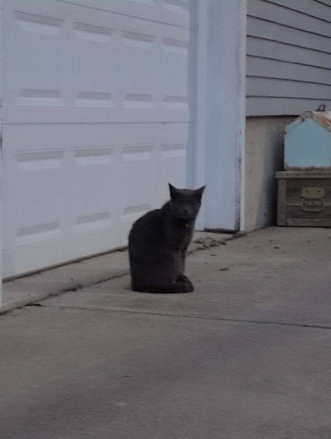 Кошка, a cat found on Chonk Finder