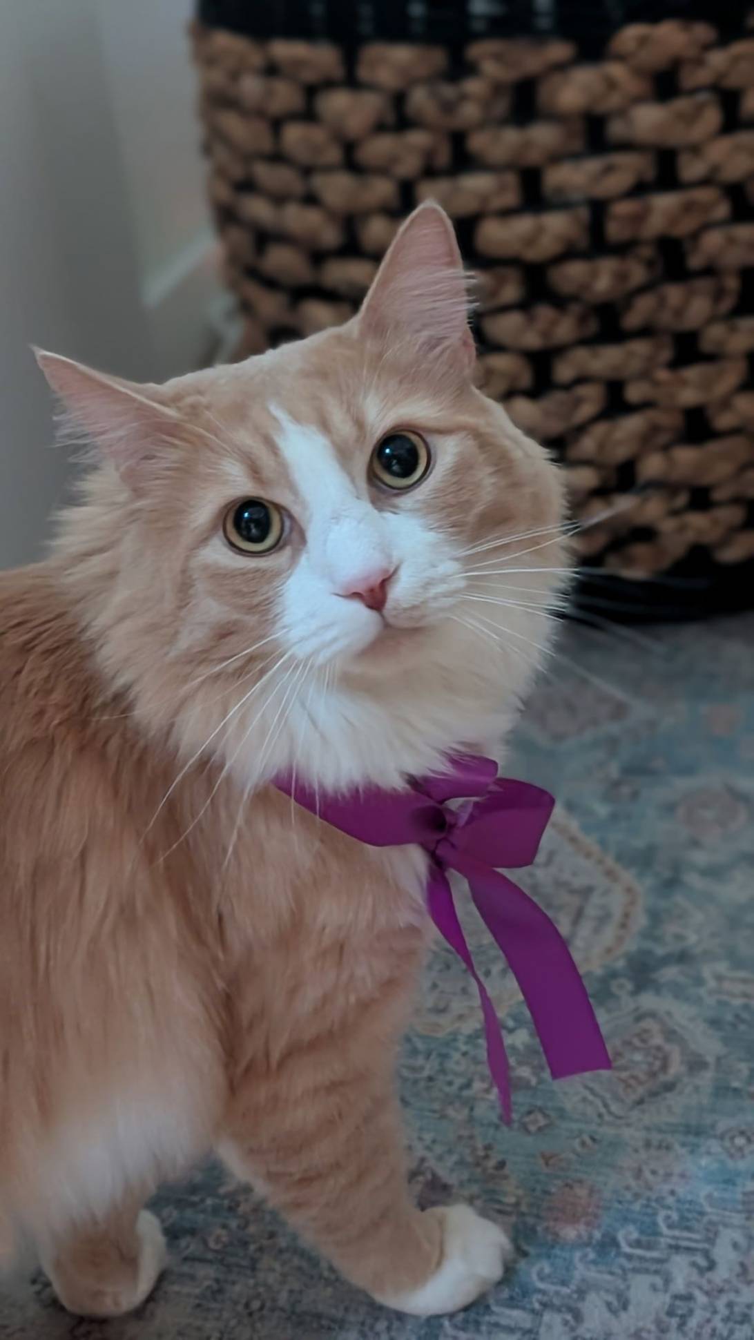 PRINCE, a cat found on Chonk Finder