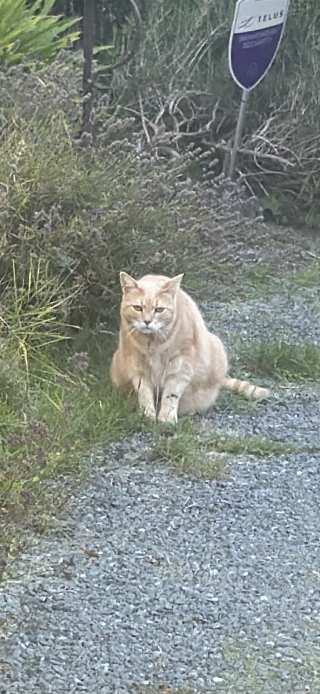 Clint, a cat found on Chonk Finder