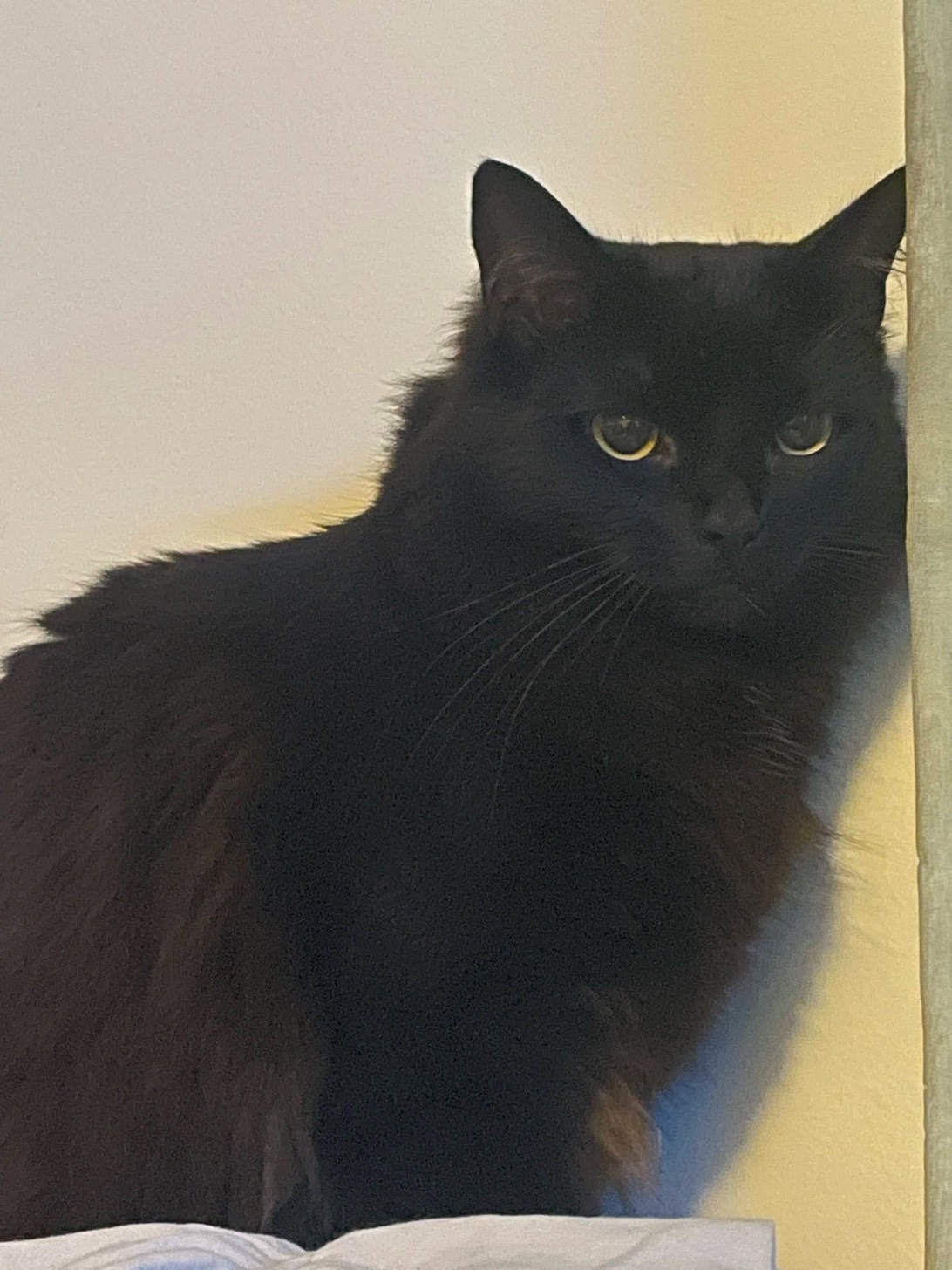 Lucie, a cat found on Chonk Finder