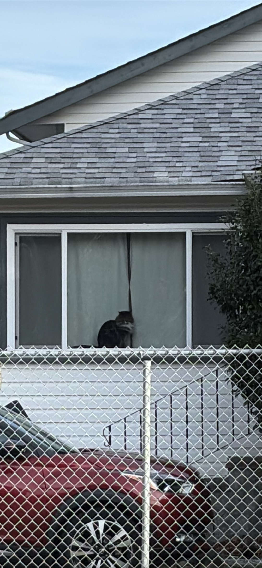 Argos, a cat found on Chonk Finder