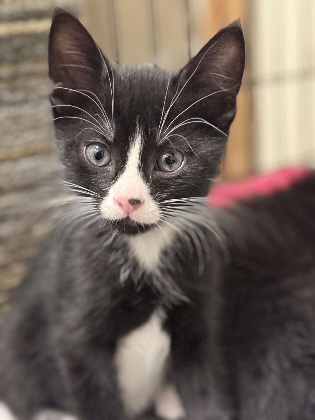 Camílo, a cat found on Chonk Finder