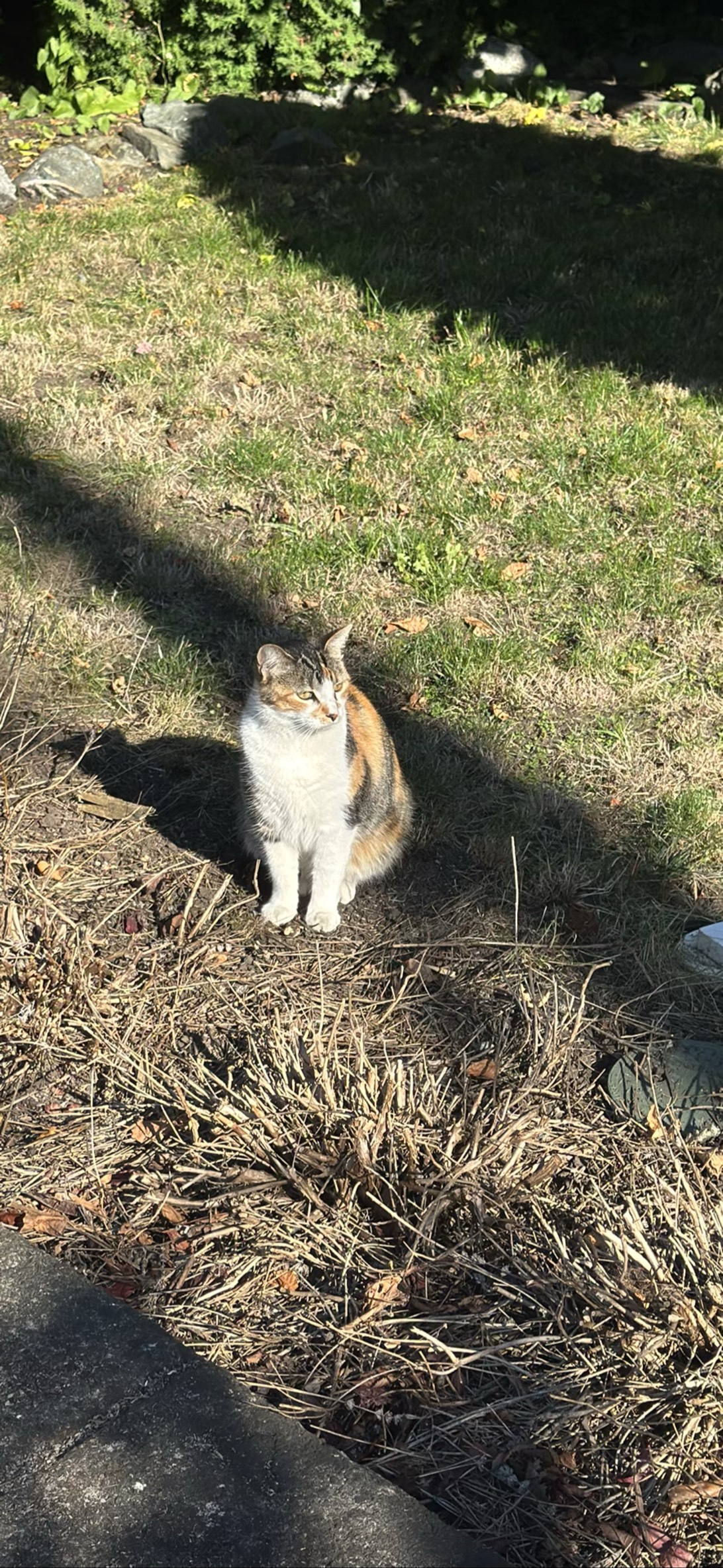 Marigold, a cat found on Chonk Finder